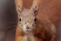 Eichhörnchen