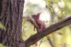 Eichhörnchen