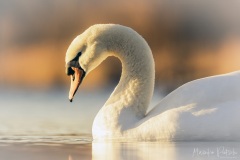 Höckerschwan