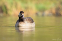 Hybrid Kanada-Graugans