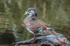 Mandarinente