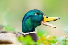 Stockente