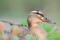 Stockente