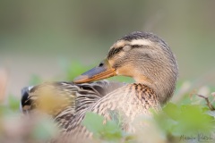 Stockente