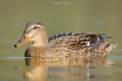 Stockente